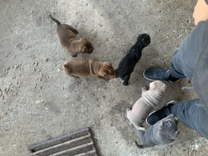 Pui Shar Pei în căutare de familie 2 fetițe și 5 băieței pentru mai multe poze sunați la nr  - imagine 9