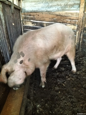 vand vier tânăr sau schimb cu mielute - imagine 3