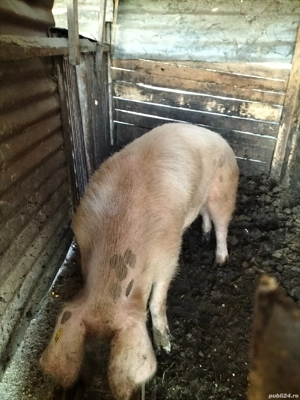 vand vier tânăr sau schimb cu mielute - imagine 2