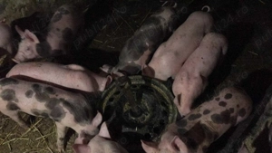 Porci de vanzare - imagine 2