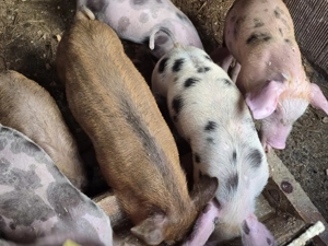 Purcei de vânzare  petrani cu duroc de 8 săptămâni  280 de lei  