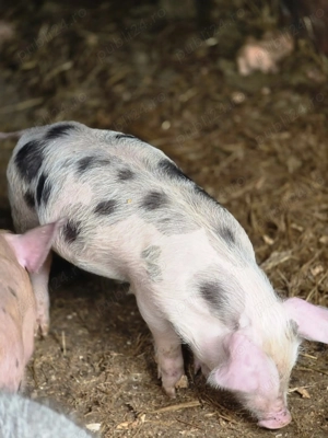 Purcei de vânzare  petrani cu duroc de 8 săptămâni  280 de lei   - imagine 2