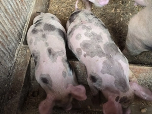 Purcei de vânzare  petrani cu duroc de 8 săptămâni  280 de lei   - imagine 4