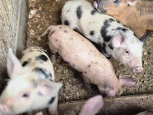 Purcei de vânzare  petrani cu duroc de 8 săptămâni  280 de lei   - imagine 5