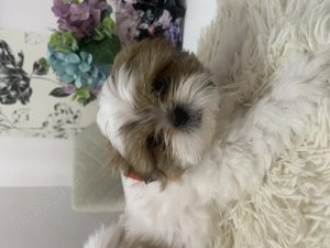 Fetița shih-tzu mini toy 