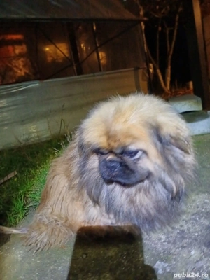 Pechinez imperial  - imagine 4