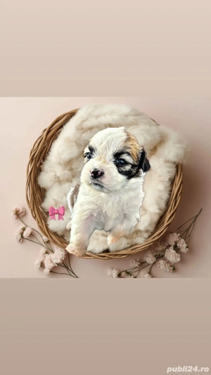 Puiuți Shih Tzu caută familii iubitoare!