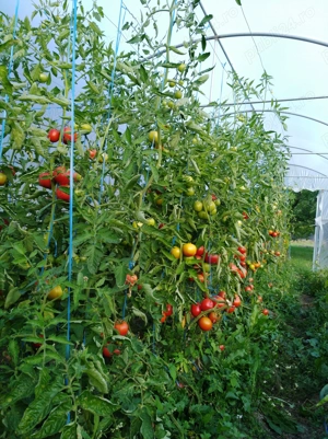 Vand Casa 5 camere, 3 bai, P+M, 1800mp, 390000euro - imagine 10