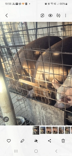 Porc duroc de vanzare  - imagine 2