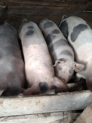 Vând porci de tăiat 