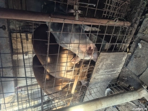 Porc duroc de vanzare  - imagine 4