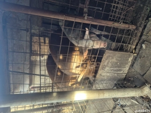 Porc duroc de vanzare  - imagine 3