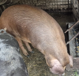 Porc duroc de vanzare 