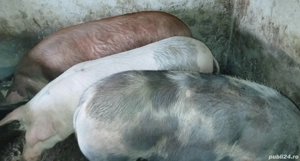 Vând Porci - imagine 3