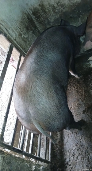 Vând Porci - imagine 2