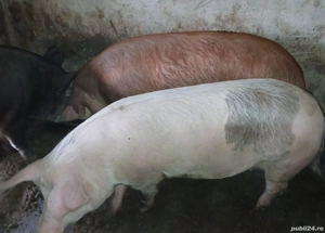 Vând Porci - imagine 4