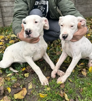 Vând pui de Dog Argentinian de 5 luni  - imagine 2