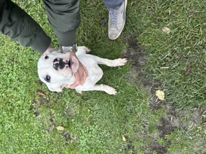 Vând pui de Dog Argentinian de 5 luni  - imagine 3