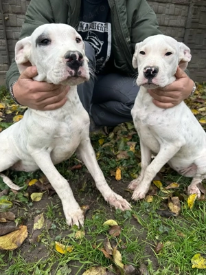 Vând pui de Dog Argentinian de 5 luni 