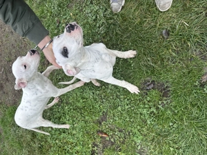 Vând pui de Dog Argentinian de 5 luni  - imagine 5