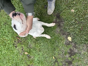 Vând pui de Dog Argentinian de 5 luni  - imagine 4