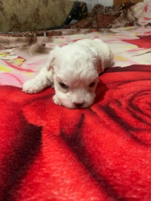 Trei pui adorabili de o lună