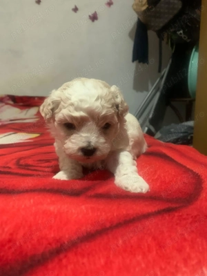 Doi pui adorabili de o lună - imagine 2