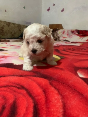 Doi pui adorabili de o lună