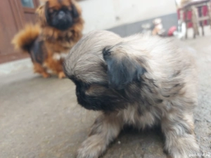 băiat, parintii se pot vedea în poze