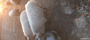 Porci Mangalita crescuti natural