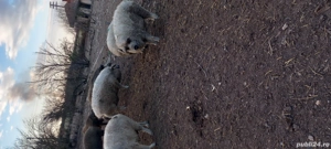 Porci Mangalita crescuti natural - imagine 5