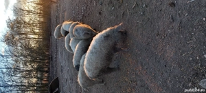 Porci Mangalita crescuti natural - imagine 2