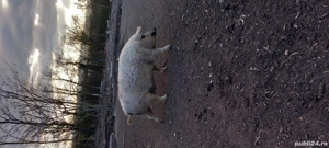 Porci Mangalita crescuti natural - imagine 3