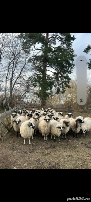 Oi de vanzare la poiana buchin - imagine 2