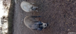 Porci Mangalita crescuti natural - imagine 4