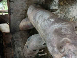 vand porci  - imagine 2