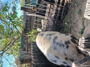 vand porci  - imagine 5