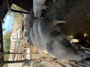 Porci pentru Crăciun  - imagine 5