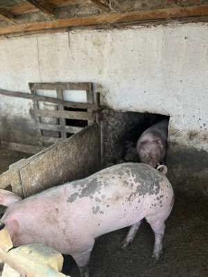 Porci pentru Crăciun  - imagine 2