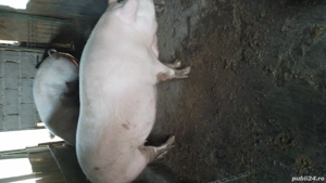 porci de vânzare 