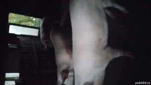 porci de vânzare  - imagine 4