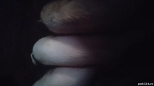 porci de vânzare  - imagine 5