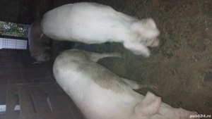 porci de vânzare  - imagine 2