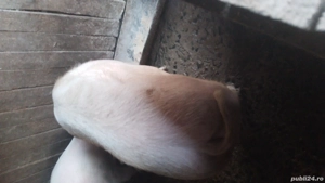 porci de vânzare  - imagine 3