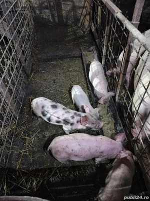 Vand purcei - imagine 2