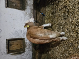 vind vitea - imagine 4