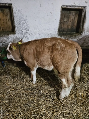 vind vitea - imagine 2