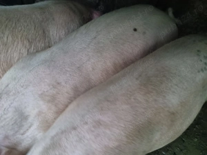 Porci de vanzare  - imagine 3