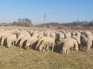 Vand 400 oi de carne,  gestante, 