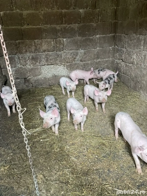 vand purcei  - imagine 2